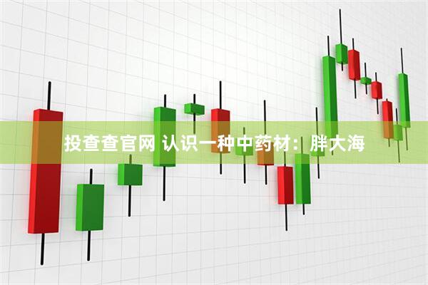 投查查官网 认识一种中药材：胖大海